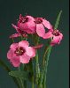 <em>Hesperantha humilis</em>